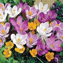 Gardenya 6 Adet Karışık Renk Safran Çiçek Soğanı