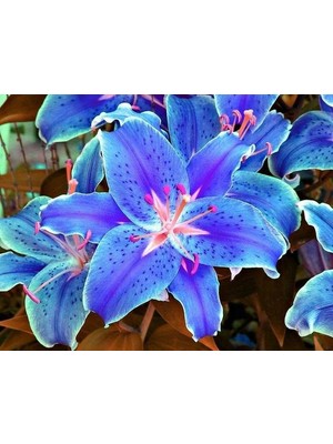 Gardenya Mavi Kokulu Zambak (Lilyum) Çiçek Soğanı 2 Saks - Hızlı Büyüme ve Kalite Garantisi