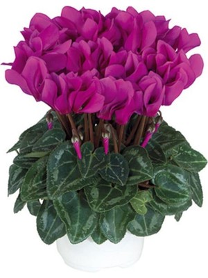 1 Adet Purple Sıklamen Çiçek Soğanı