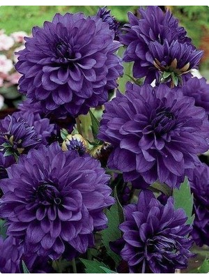 1 Adet Lacivert Kaktüs Yıldız (Dahlia) Çiçek Soğanı