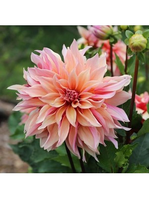 1 Adet Soft Yıldız (Dahlia) Çiçek Soğanı