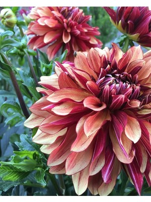 Gardenya 1 Adet Ebruli Yıldız (Dahlia) Çiçek Soğanı