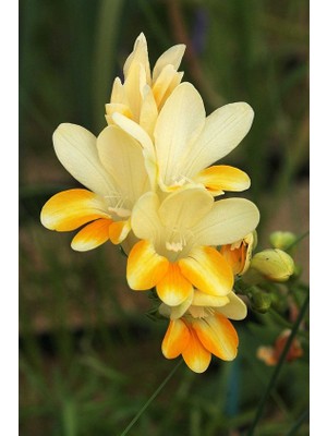 5 Adet Sarı-Beyaz Frezya Çiçeği Soğanı