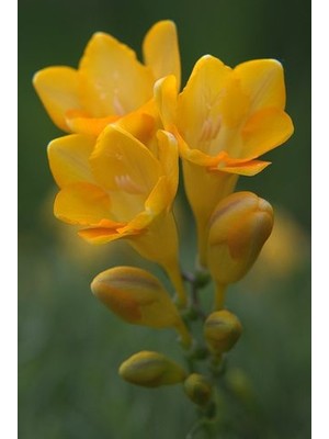 5 Adet Sarı Frezya Çiçeği Soğanı