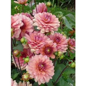 3 Adet Yavruağzı Renk Yıldız (Dahlia) Çiçek Soğanı