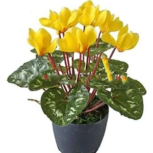 1 Adet Sarı Sıklamen Çiçek Soğanı