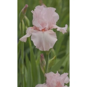 2 Adet Soft Pembe Iris (Süsen) Germenica Çiçek Soğanı