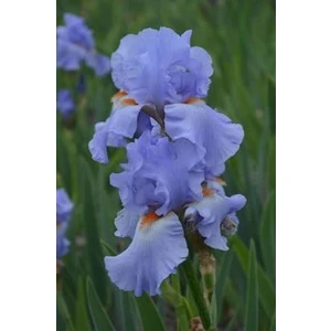 2 Adet Soft Iris (Süsen) Germenica Çiçek Soğan