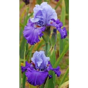 2 Adet Cornflower Renk Iris (Süsen) Germenica Çiçek Soğanı