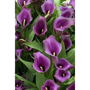 2 Adet Purple  Renk Gala Çiçek Soğanı