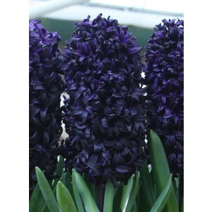 5 Adet Black Kokulu Sümbül Çiçek Soğanı