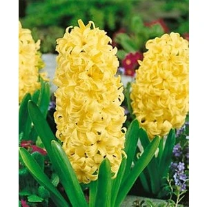 5 Adet Günışığı Kokulu Sümbül Çiçek Soğanı