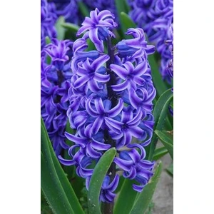 5 Adet Kokulu Cornflower Sümbül Çiçek Soğanı