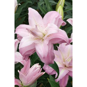 2 Adet Kokulu Soft Pembe Paskalya Çiçek Soğanı