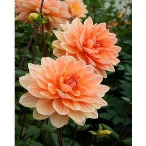 1 Adet Yavruağzı Renk Yıldız (Dahlia) Çiçek Soğanı