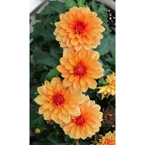 1 Adet Turuncu Yıldız (Dahlia) Çiçek Soğanı