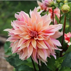 1 Adet Soft Yıldız (Dahlia) Çiçek Soğanı