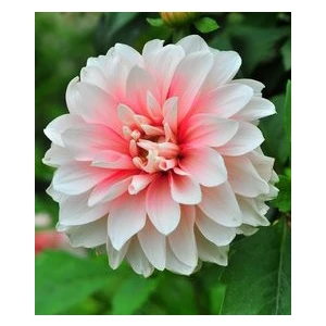 1 Adet Degrade Yıldız  (Dahlia) Çiçek Soğanı