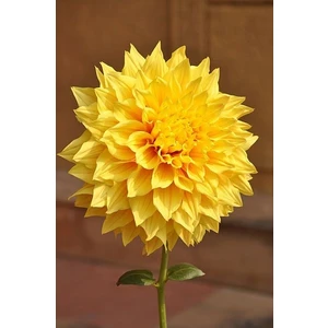 1 Adet Sarı Yıldız (Dahlia) Çiçek Soğanı