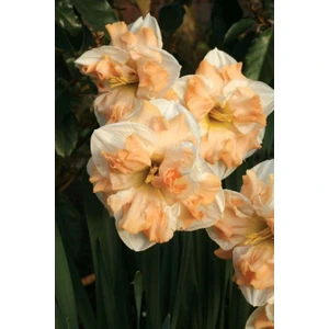 3 Adet Pembe Göbek Kokulu Nergis Çiçek Soğanı