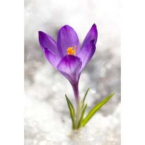 6 Adet Mor Kardelen Çiçek Soğanı