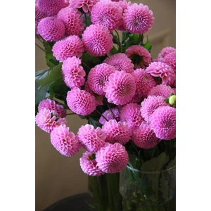 1 Adet Pembe Ponpon Yıldız (Dahlia) Çiçek Soğanı
