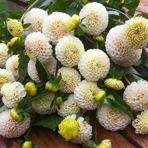 1 Adet Beyaz Ponpon Yıldız (Dahlia) Çiçek Soğanı