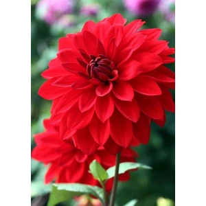 1 Adet Kırmızı Yıldız (Dahlia) Çiçek Soğanı
