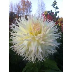 1 Adet Beyaz Kaktüs Yıldız (Dahlia) Çiçek Soğanı