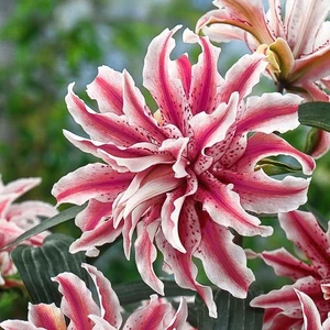 Kokulu Katlı Lilyum (Zambak) Çiçek Soğanı - 2 Adet