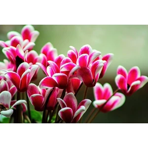 2 Adet Ebruli Sıklamen Çiçek Soğanı