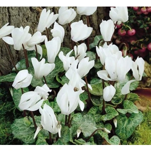 2 Addt Beyaz Sıklamen Çiçek Soğanı