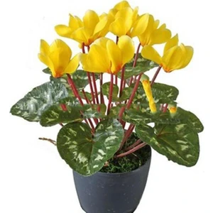 2 Adet Sarı Sıklamen Çiçek Soğanı