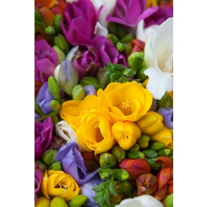 5 Adet Karışık Frezya Çiçeği Soğanı