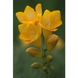 5 Adet Sarı Frezya Çiçeği Soğanı