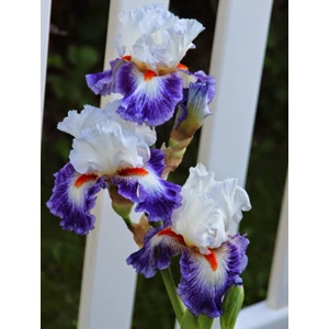 2 Adet Rengarenk Iris (Süsen) Çiçeği Soğanı