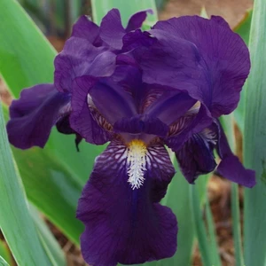 2 Adet Lacivert Iris (Süsen) Çiçeği Soğanı