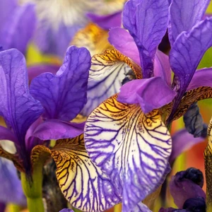 2 Adet Gökkuşağı Renkli Iris (Süsen) Çiçeği Soğanı