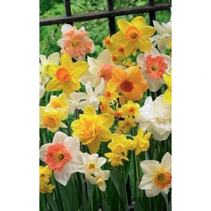 6 Adet Karışık Nergis Çiçeği Soğanı