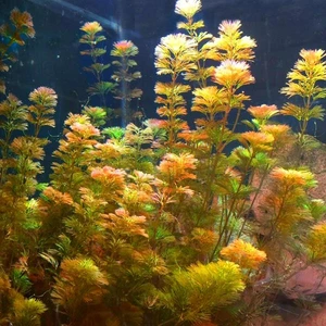 İthal Bitki Kırmızı Cabomba Saksı Canlı Bitki