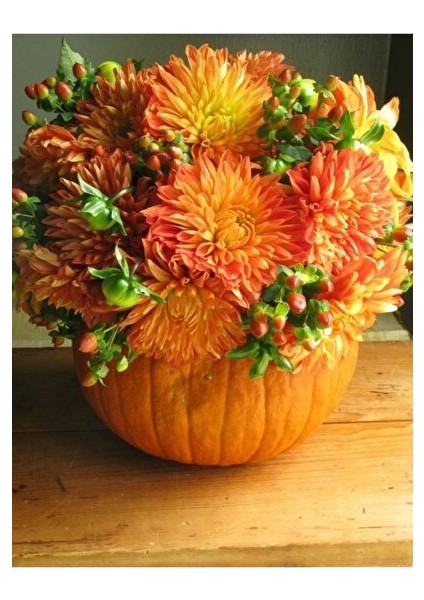 2 Adet Turuncu Karışık Yıldız Dahlıa Çiçek Soğanı