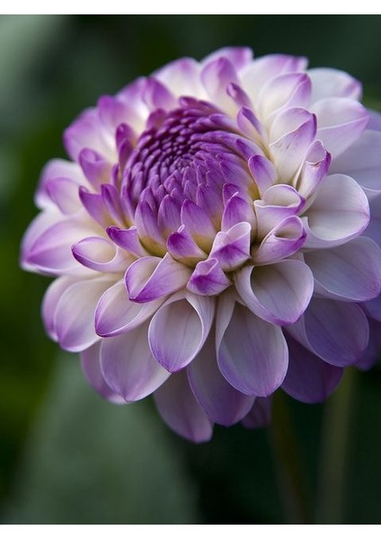 1 Adet Geçiş Lila Ponpon Dahlia (Yıldız) Çiçek Soğanı