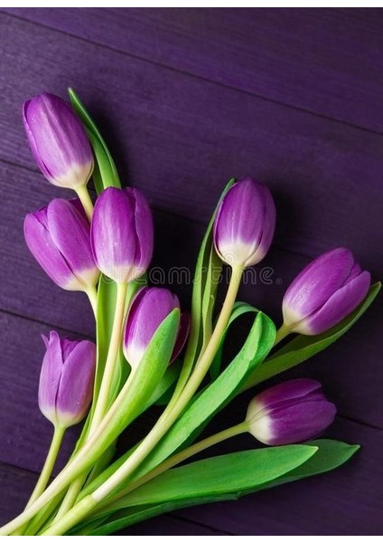 3 Adet Purple Lale Çiçek Soğanı