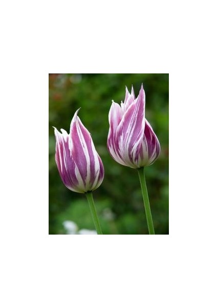 5 Adet Alaca Renk Tulipa Clusiana Çiçek Soğanı