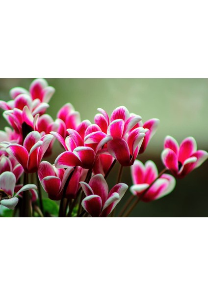 2 Adet Tavşan Kulak Sıklamen Çiçek Soğanı