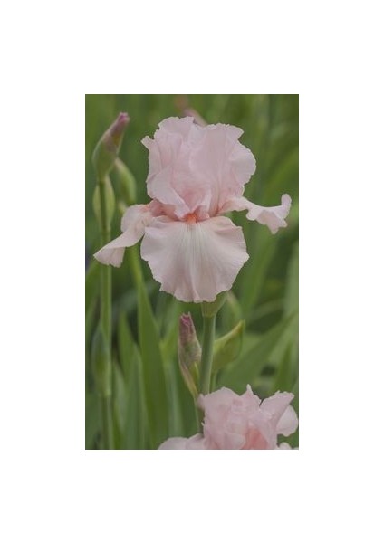 2 Adet Soft Pembe Iris (Süsen) Germenica Çiçek Soğanı