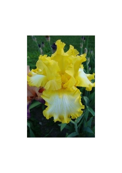 2 Adet Yellow Bird Renk Iris (Süsen) Çiçek Soğanı