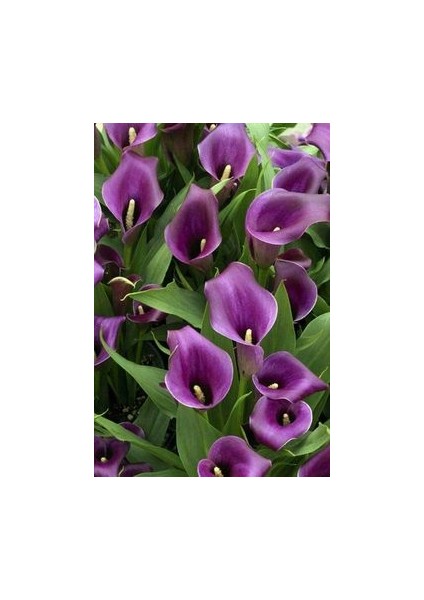 2 Adet Purple Renk Gala Çiçek Soğanı