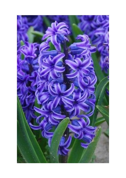 2 Adet Cornflower Renk Kokulu Sümbül Çiçek Soğanı