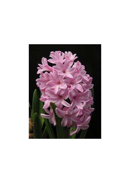 5 Adet Soft Pembe Kokulu Sümbül Çiçek Soğanı